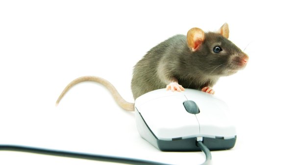 Rats et matériel informatique : les impacts inattendus sur votre productivité